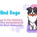Blind Doge