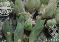 sceletium