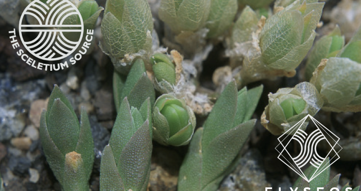 sceletium