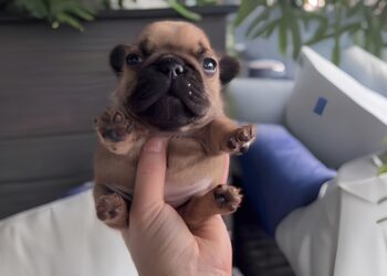 From Rugged to Riches: Why Mynugga ($NUG) Is the Memecoin You Gotta Be On mynugga.dog