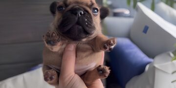 From Rugged to Riches: Why Mynugga ($NUG) Is the Memecoin You Gotta Be On mynugga.dog