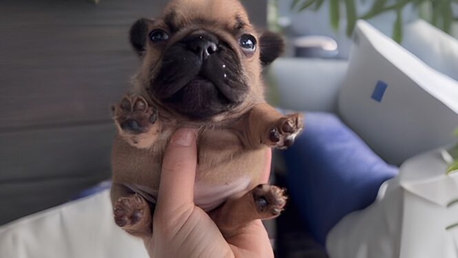 From Rugged to Riches: Why Mynugga ($NUG) Is the Memecoin You Gotta Be On mynugga.dog