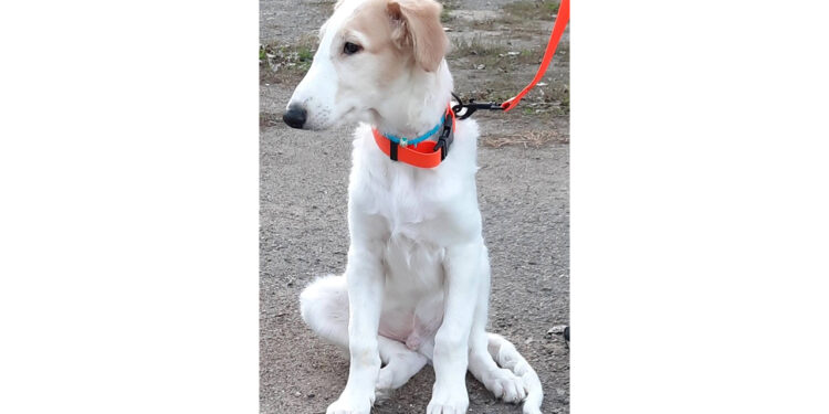 From Meme to Reality – Crypto Project Pioneers Innovative Real-Life Dog Rescue And Community Ownership