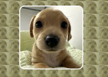 Can BILLY, the Meme Coin Known by the Entire Pump.fun Community, Reach $1?