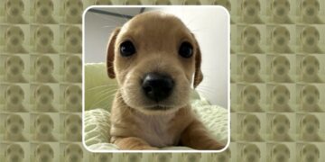 Can BILLY, the Meme Coin Known by the Entire Pump.fun Community, Reach $1?