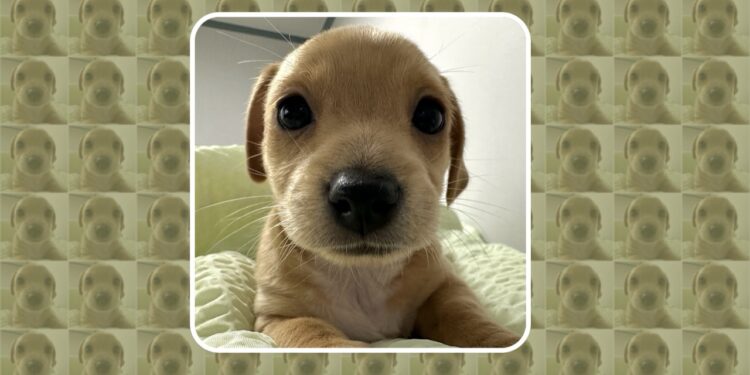 Can BILLY, the Meme Coin Known by the Entire Pump.fun Community, Reach $1?